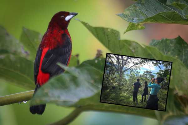 Coffee Lands Birdwatching