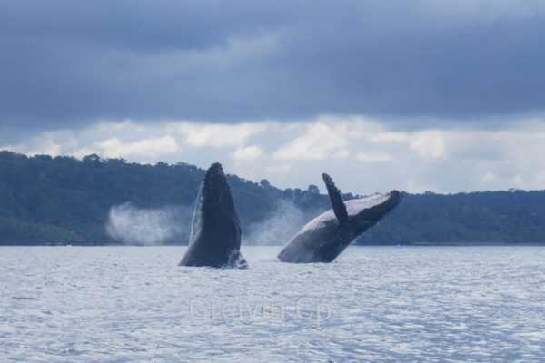 Whale and Dolphin - Marino Ballena National Park