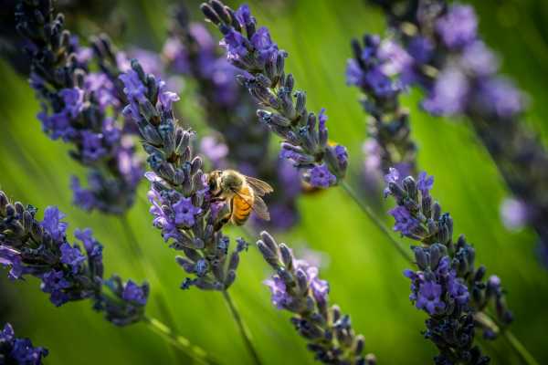 The Herbs of San Giovanni are colored purple