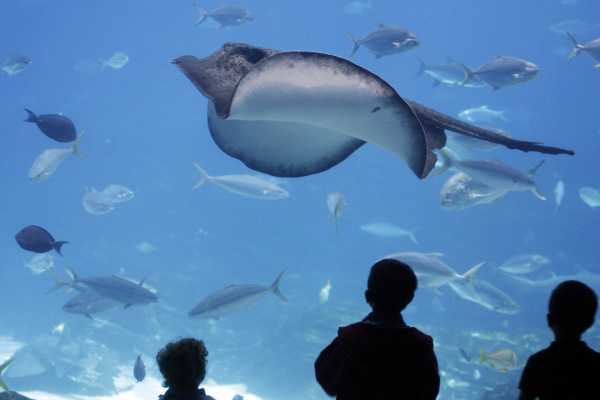 AquaRio Aquarium Experience