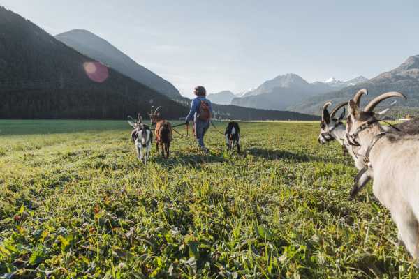 GEISSENERLEBNIS: TREKKING & Engadiner Pick Nick oder Outdoor K&auml;sefondue