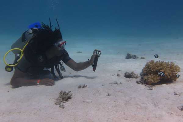 Intro diving trip  from El Gouna