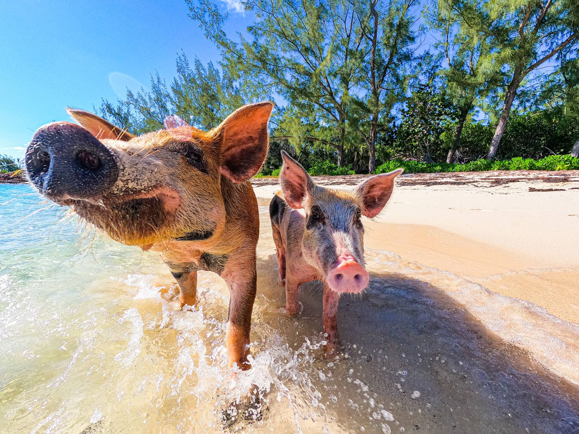 Beach Adventure: Fresh Air, Clear Water, & Farm Friends - mq4o9i2