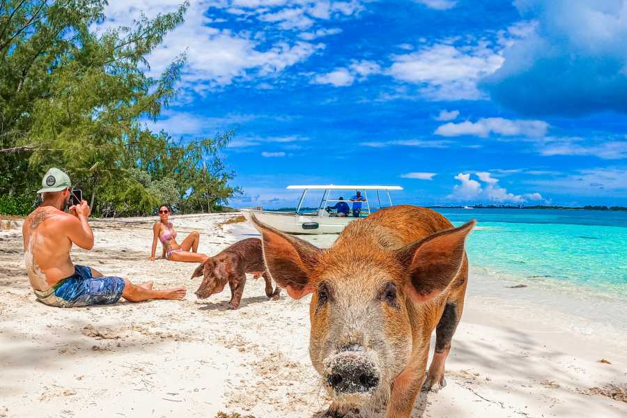 Pearl Island Bahamas Swimming Pigs Adventure & Beach