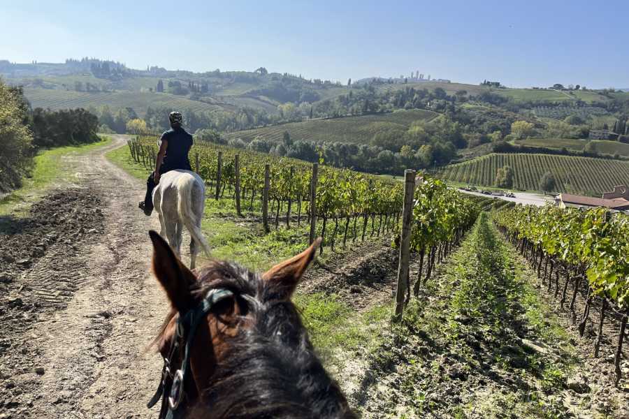 Italy on a Budget tours Horseback Riding in Tuscany