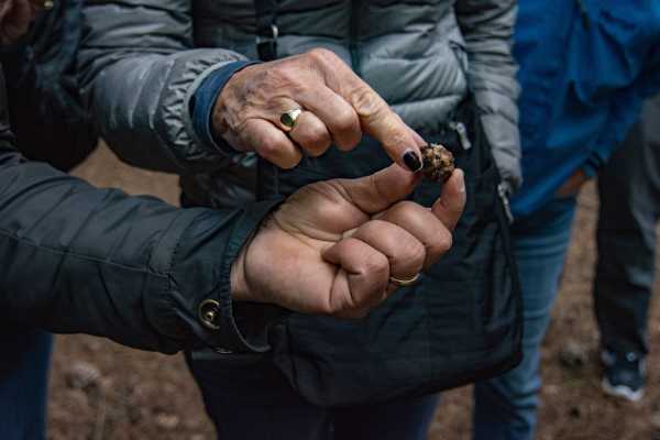 Caccia al tartufo e pranzo nel bosco di Palazzolo Acreide