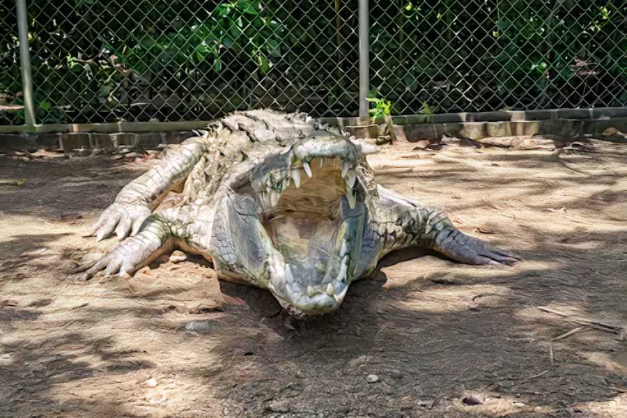 Congo Canopy Beach ATV Monkey Wild Life Park Combo