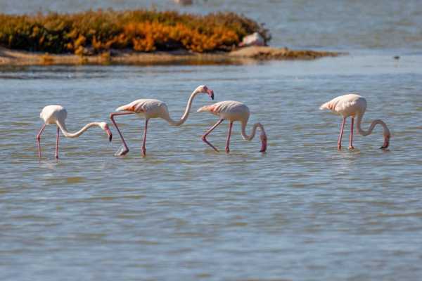 Birdwatching Vjose-Narte Protected Landscape