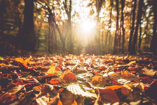L'AUTUNNO BUSSA ALLE PORTE DEL BOSCO