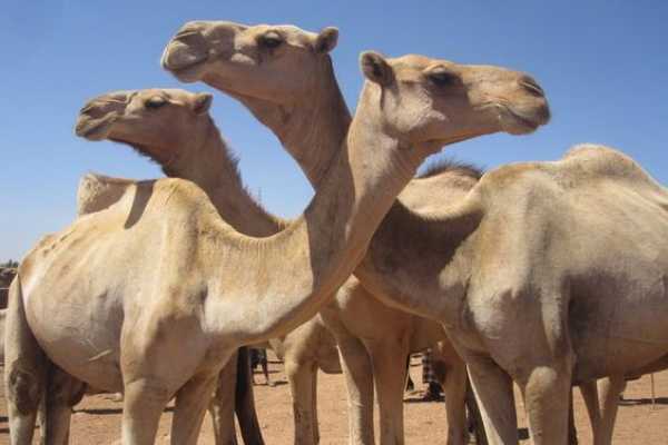 Marsa alam tours Day tour to Darawa camel markets