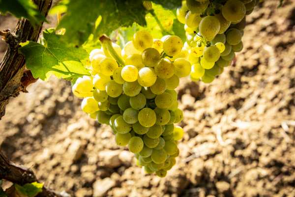 Tour e degustazione alle Tenute del Duca di Salaparuta