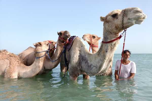 Swimming with Race Camels on the Beach