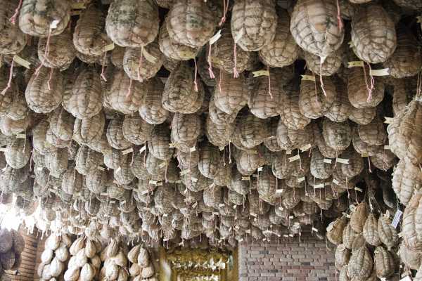 CULATELLO UNICA DELIZIA
