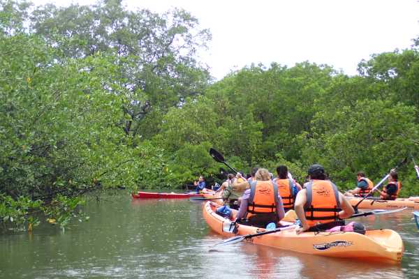 MANGROVE KAYAKING