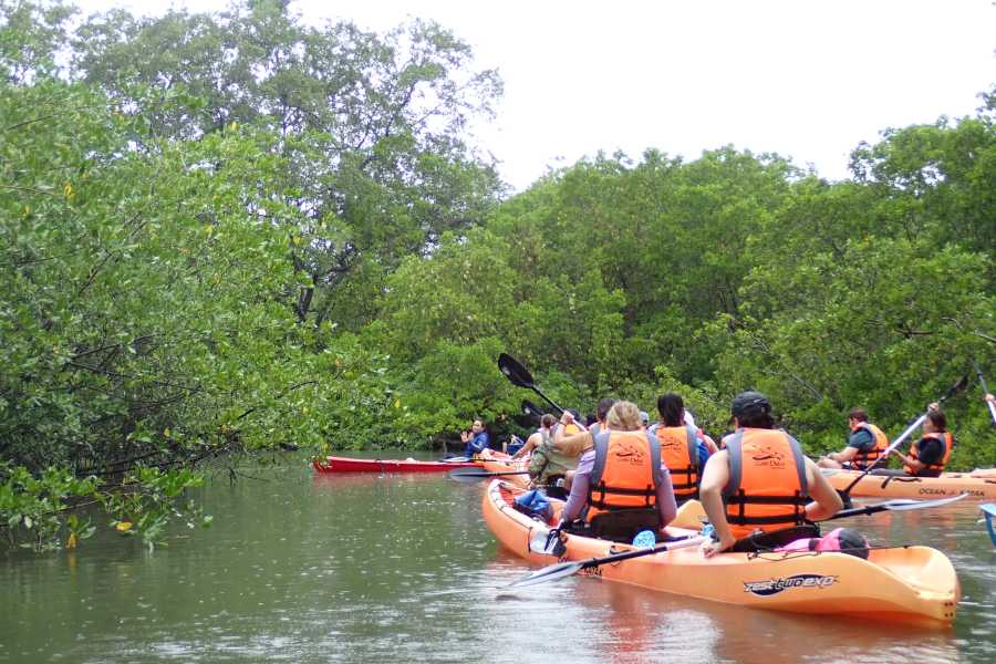 Aventuras Golfo Dulce MANGROVE KAYAKING