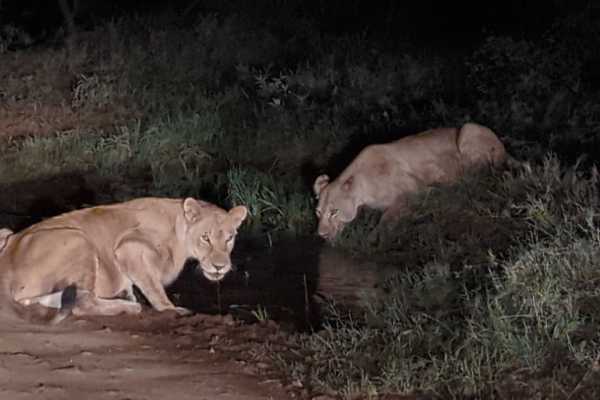 TARANGIRE NATIONAL PARK NIGHT GAME DRIVE