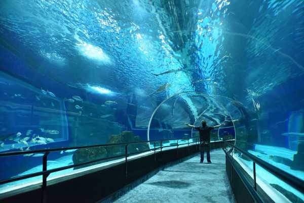 TOMORROW MUSEUM + AQUARIO + OLYMPIC BLVD