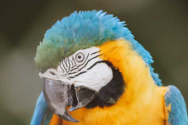 RIO WILDLIFE TOUR + BIOPARK + AQUARIO