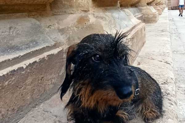 Cuidamos tu perro mientras conoces Granada con nosotros