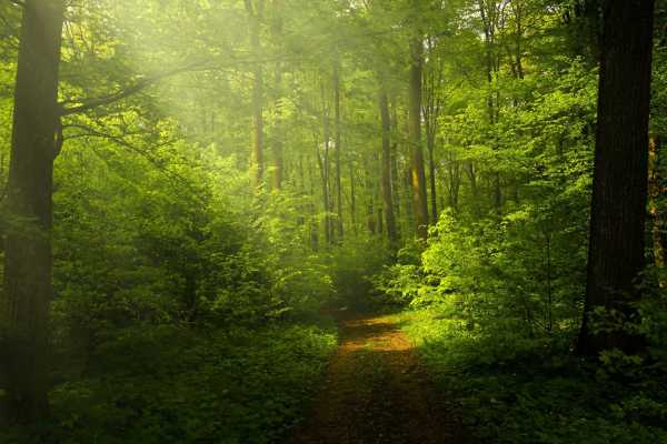 IMMERSIONE IN FORESTA