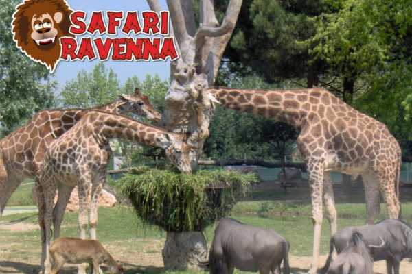 Safari - Ticket