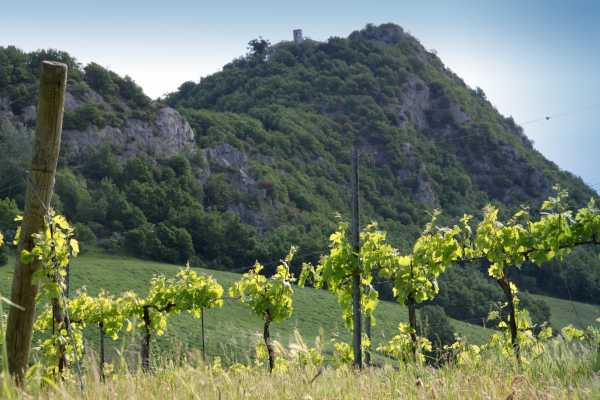 On foot and by bike with IF: Between vineyards and gullies - By bike