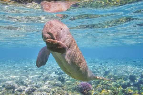 Abu Dabbab  Snorkeling Trip from Hurghada