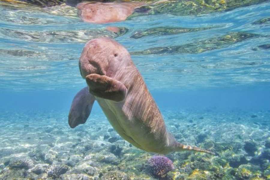 Egypt Tour packages Abu Dabbab  Snorkeling Trip from Hurghada