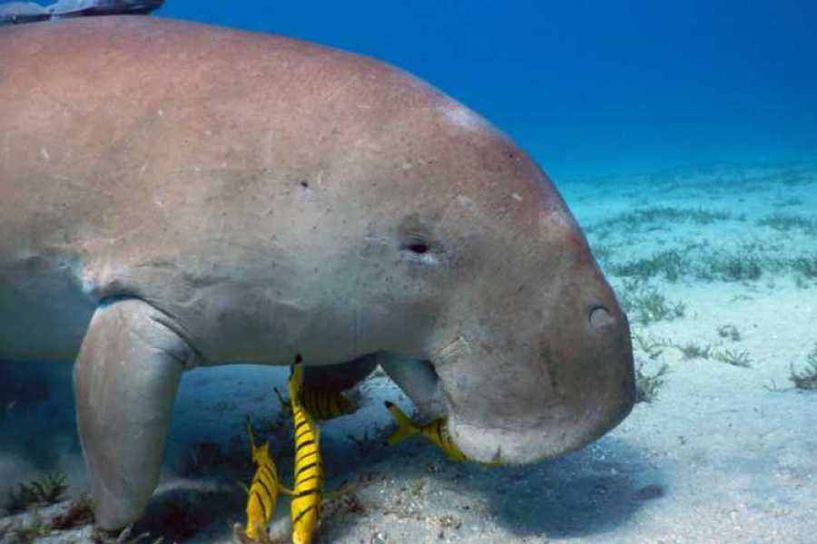 Egypt Tour packages Marsa Mubarak Snorkeltur Fra Marsa Alam