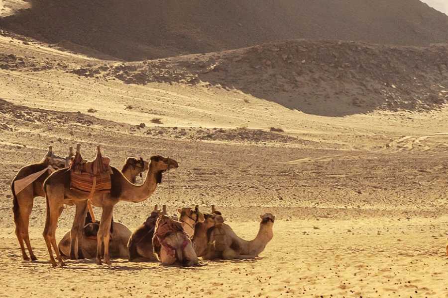 Egypt Tour packages Viaje privado a wadi El Gemal desde Marsa Alam