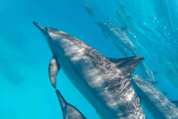 Private boat trip to to Satayh Dolphin Reef from Marsa Alam