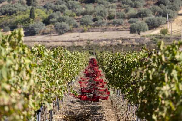 Tenuta Valle delle Ferle: Wine & food tasting a Caltagirone