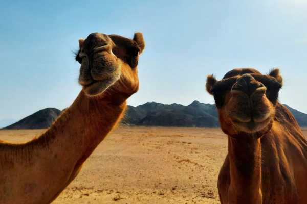 Private trip to wadi El Gemal from El Quseir