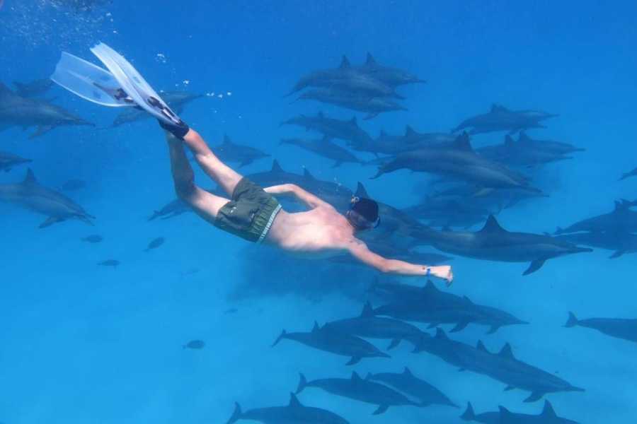 Egypt Tour packages Snorkeling trip to Sataya Dolphin Reef from El Quseir