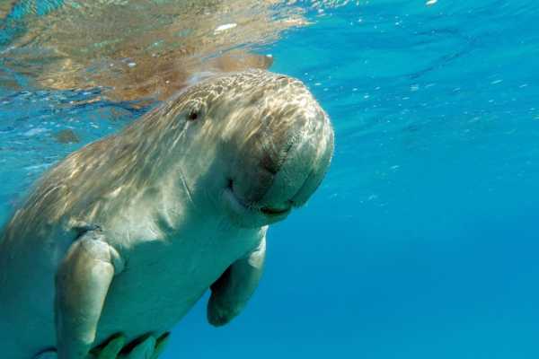 Abu Dabbab  Snorkeling Trip from El Gouna