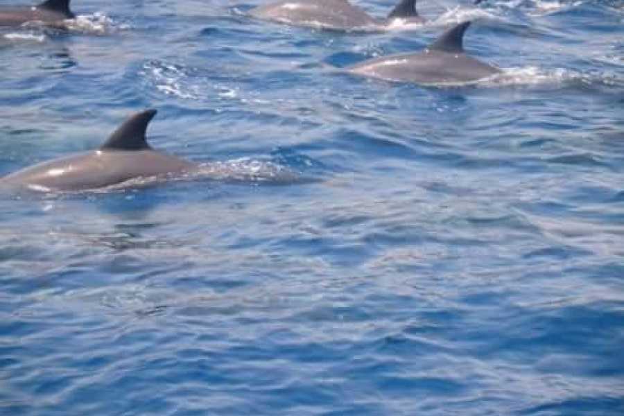 Egypt Tour packages Snorkeling trip to Sataya Dolphin Reef from Port Ghalib