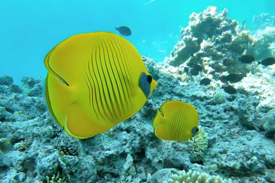 Tours to Egypt SNORKELING TRIP TO THE DOLPHIN HOUSE FROM HURGHADA