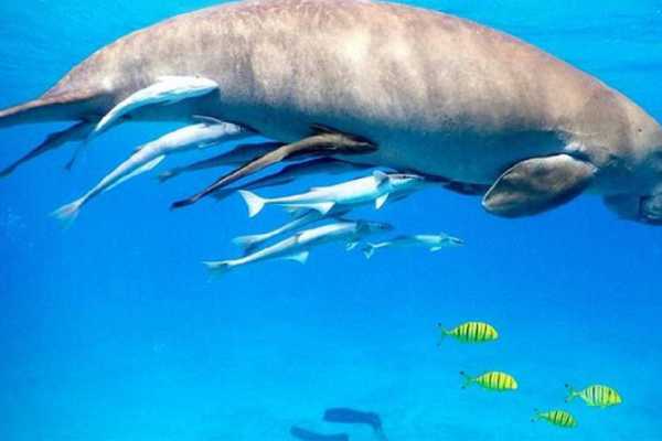 ABU DABBAB DUGONG SNORKELING TRIP FROM HURGHADA