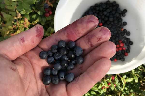 Blaubeeren Pfl&uuml;cken und Marmeladen-Workshop mit Garde Manger