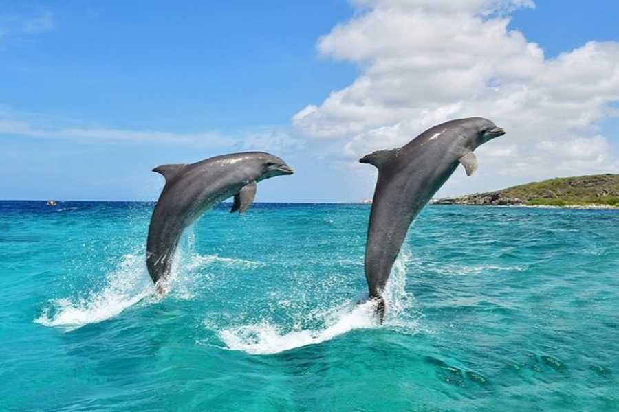 Egypt Tour packages Snorkeling trip to the dolphin house from Makadi