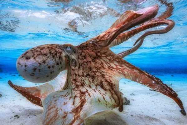 PADI Specialty - Underwater Naturalist**