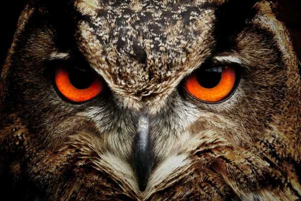 BIRDWATCHING - speciale rapaci notturni