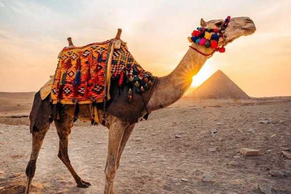 EMO TOURS EGYPT 5 Days 4 Nights Egypt travel package to Cairo And Luxor & Abu Simbel