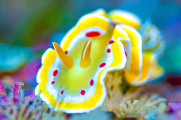 PADI Specialty - Nudi Awareness**