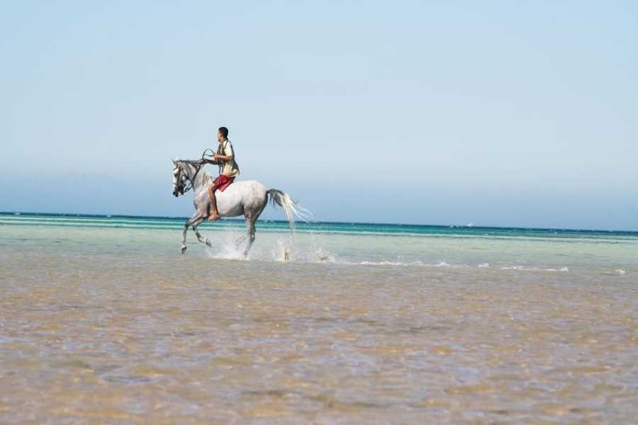 Egypt Tour packages 1 Hour desert Sunrise horse riding from Hurghada