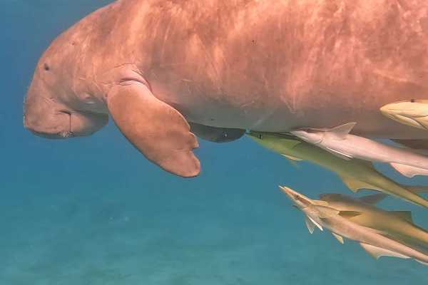 Find the Dugong in Marsa Alam by Speed Boat