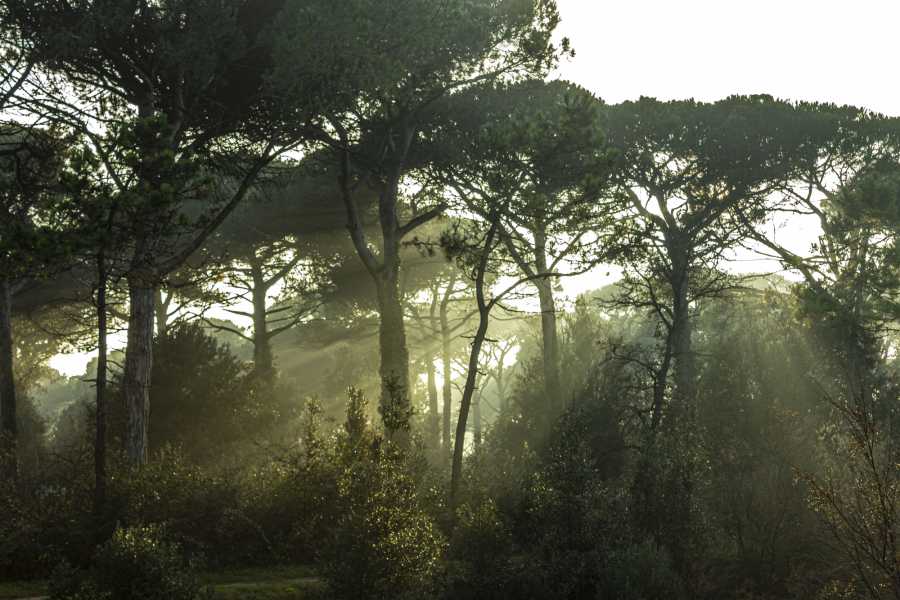 Discover Cervia (ERW) Forest Bathing in the Pinewood