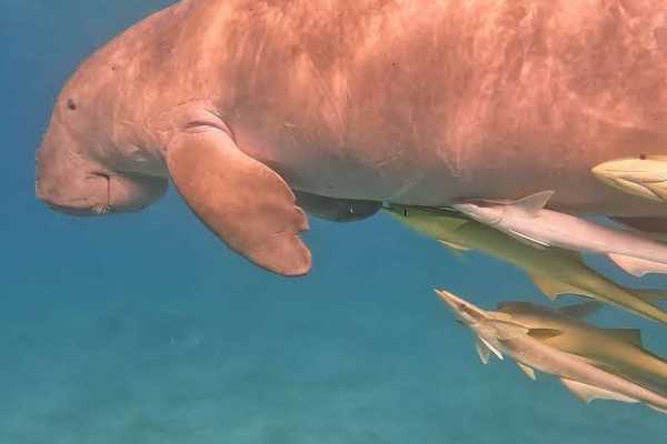 8 Days Tour Package in Marsa Alam with Activities