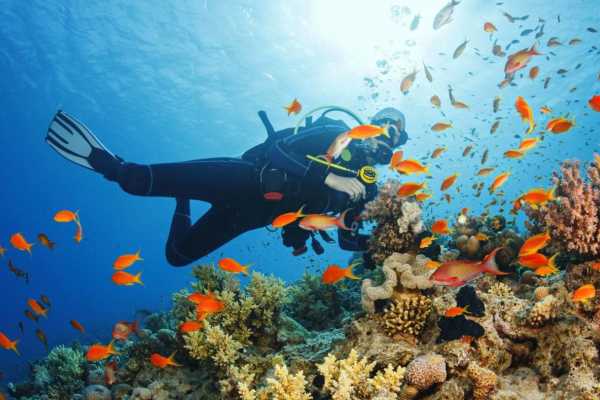 Back office - PADI - Advanced Open Water Diver Course - Dives 1-5