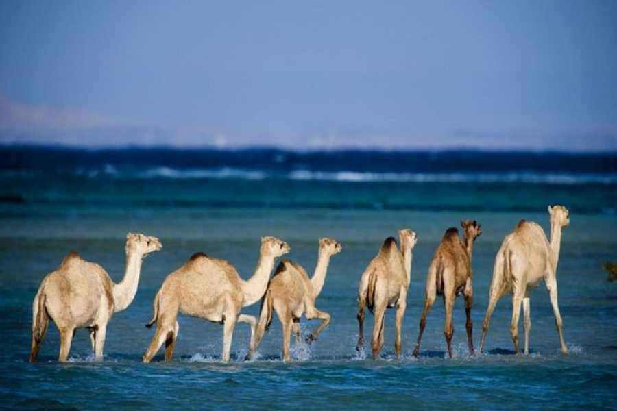 Bastet Travel Egypt Private trip to Wadi El Gemal from Marsa Alam
